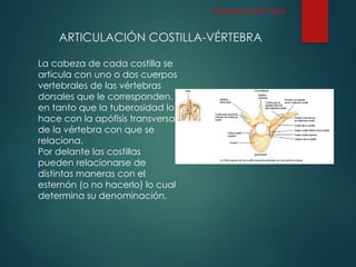 ARTICULACIÓN COSTILLA-VÉRTEBRA
La cabeza de cada costilla se
articula con uno o dos cuerpos
vertebrales de las vértebras
dorsales que le corresponden,
en tanto que la tuberosidad lo
hace con la apófisis transversa
de la vértebra con que se
relaciona.
Por delante las costillas
pueden relacionarse de
distintas maneras con el
esternón (o no hacerlo) lo cual
determina su denominación.
Esqueleto Axial: Tórax
 