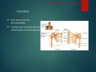 Hombro
 Son dos cinturas
escapulares.
 Cada una consta de una
clavícula y una escápula.
Esqueleto Apendicular: Cintura escapular
 