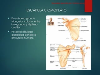 ESCÁPULA U OMÓPLATO
 Es un hueso grande
triangular y plano, entre
la segunda y séptima
costilla.
 Posee la cavidad
glenoidea donde se
articula el húmero.
Esqueleto Apendicular: Cintura escapular
 
