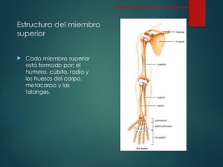 Estructura del miembro
superior
 Cada miembro superior
está formado por: el
húmero, cúbito, radio y
los huesos del carpo,
metacarpo y las
falanges.
Esqueleto Apendicular: Miembro superior
 