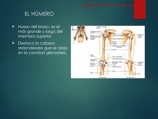 EL HÚMERO
 Hueso del brazo, es el
más grande y largo del
miembro superior.
 Destaca la cabeza
redondeada que se aloja
en la cavidad glenoidea.
Esqueleto Apendicular: Miembro superior
 