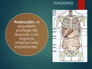 Protección: el
esqueleto
protege de
lesiones a los
órganos
internos más
importantes.
FUNCIONES
 
