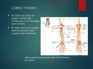CÚBITO Y RADIO
 El cúbito se ubica en
región medial del
antebrazo y es más largo
que el radio.
 El radio está en la región
lateral (del lado del
pulgar) del antebrazo.
Esqueleto Apendicular: Miembro superior
¿Recuerdas qué parte del cúbito forma
el codo?
 