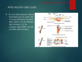 Articulación del codo
 Es una articulación doble
formada por la unión de:
1) la escotadura troclear
del cúbito con la tróclea
del húmero y 2) la
cabeza del radio con el
cóndilo del húmero.
Esqueleto Apendicular: Miembro superior
 