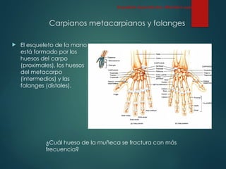 Carpianos metacarpianos y falanges
 El esqueleto de la mano
está formado por los
huesos del carpo
(proximales), los huesos
del metacarpo
(intermedios) y las
falanges (distales).
Esqueleto Apendicular: Miembro superior
¿Cuál hueso de la muñeca se fractura con más
frecuencia?
 