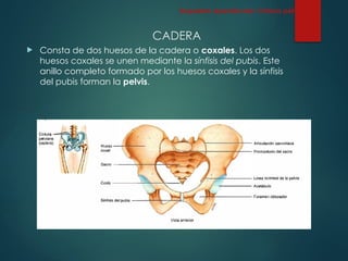 CADERA
 Consta de dos huesos de la cadera o coxales. Los dos
huesos coxales se unen mediante la sínfisis del pubis. Este
anillo completo formado por los huesos coxales y la sínfisis
del pubis forman la pelvis.
Esqueleto Apendicular: Cintura pélvica
 