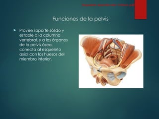 Funciones de la pelvis
 Provee soporte sólido y
estable a la columna
vertebral, y a los órganos
de la pelvis ósea,
conecta al esqueleto
axial con los huesos del
miembro inferior.
Esqueleto Apendicular: Cintura pélvica
 