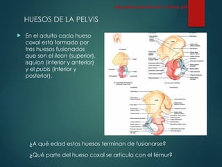 HUESOS DE LA PELVIS
 En el adulto cada hueso
coxal está formado por
tres huesos fusionados
que son el íleon (superior),
isquion (inferior y anterior)
y el pubis (inferior y
posterior).
Esqueleto Apendicular: Cintura pélvica
¿A qué edad estos huesos terminan de fusionarse?
¿Qué parte del hueso coxal se articula con el fémur?
 