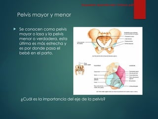 Pelvis mayor y menor
 Se conocen como pelvis
mayor o lasa y la pelvis
menor o verdadera, esta
última es más estrecha y
es por donde pasa el
bebé en el parto.
Esqueleto Apendicular: Cintura pélvica
¿Cuál es la importancia del eje de la pelvis?
 