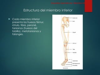 Estructura del miembro inferior
 Cada miembro inferior
presenta los huesos fémur,
rótula, tibia, peroné,
tarsianos (huesos del
tobillo), metatarsianos y
falanges.
Esqueleto Apendicular: Miembro inferior
 