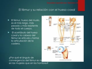 El fémur y su relación con el hueso coxal
 El fémur, hueso del muslo,
es el más largo, más
pesado y más resistente
de todo el cuerpo.
 El acetábulo del hueso
coxal y la cabeza del
fémur se articula y forma
la articulación de la
cadera.
Esqueleto Apendicular: Miembro inferior
¿Por qué el ángulo de
convergencia del fémur es mayor
en las mujeres que en los hombres?
 