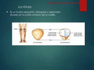 La rótula
 Es un hueso pequeño, triangular y aplanado
situado en la parte anterior de la rodilla.
Esqueleto Apendicular: Miembro inferior
 