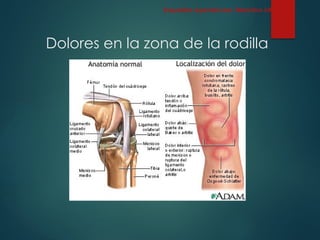 Dolores en la zona de la rodilla
Esqueleto Apendicular: Miembro inferior
 