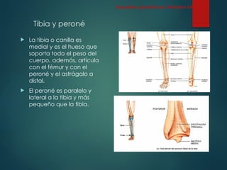 Tibia y peroné
 La tibia o canilla es
medial y es el hueso que
soporta todo el peso del
cuerpo, además, articula
con el fémur y con el
peroné y el astrágalo a
distal.
 El peroné es paralelo y
lateral a la tibia y más
pequeño que la tibia.
Esqueleto Apendicular: Miembro inferior
 