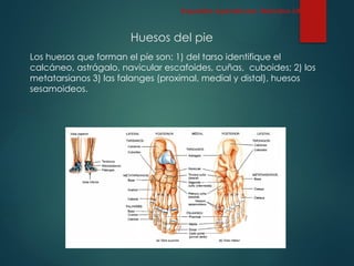 Huesos del pie
Los huesos que forman el píe son: 1) del tarso identifique el
calcáneo, astrágalo, navicular escafoides, cuñas, cuboides; 2) los
metatarsianos 3) las falanges (proximal, medial y distal), huesos
sesamoideos.
Esqueleto Apendicular: Miembro inferior
 