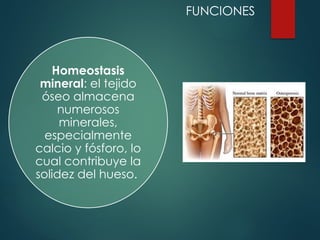 Homeostasis
mineral: el tejido
óseo almacena
numerosos
minerales,
especialmente
calcio y fósforo, lo
cual contribuye la
solidez del hueso.
FUNCIONES
 