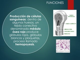 Producción de células
sanguíneas: dentro de
algunos huesos, un
tejido conectivo
denominado médula
ósea roja produce
glóbulos rojos, glóbulos
blancos y plaquetas,
proceso llamado
hemopoyesis.
FUNCIONES
 