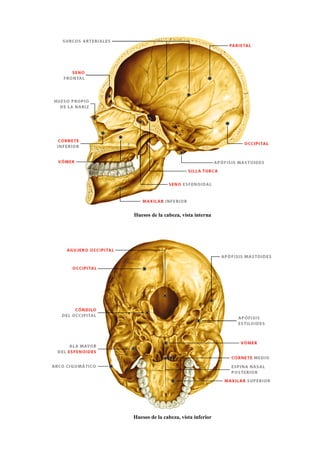 Huesos de la cabeza, vista interna
Huesos de la cabeza, vista inferior
 