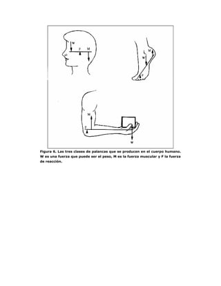 Figura 6. Las tres clases de palancas que se producen en el cuerpo humano.
W es una fuerza que puede ser el peso, M es la fuerza muscular y F la fuerza
de reacción.
 