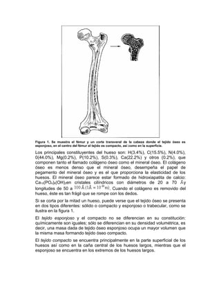 Figura 1. Se muestra el fémur y un corte transveral de la cabeza donde el tejido óseo es
esponjoso, en el centro del fémur el tejido es compacto, así como en la superficie.
Los principales constituyentes del hueso son: H(3.4%), C(15.5%), N(4.0%),
0(44.0%), Mg(0.2%), P(10.2%), S(0.3%), Ca(22.2%) y otros (0.2%), que
componen tanto el llamado colágeno óseo como el mineral óseo. El colágeno
óseo es menos denso que el mineral óseo, desempeña el papel de
pegamento del mineral óseo y es el que proporciona la elasticidad de los
huesos. El mineral óseo parece estar formado de hidroxiapatita de calcio:
Ca10(PO4)6(OH)2en cristales cilíndricos con diámetros de 20 a 70 y
longitudes de 50 a . Cuando el colágeno es removido del
hueso, éste es tan frágil que se rompe con los dedos.
Si se corta por la mitad un hueso, puede verse que el tejido óseo se presenta
en dos tipos diferentes: sólido o compacto y esponjoso o trabecular, como se
ilustra en la figura 1.
El tejido esponjoso y el compacto no se diferencian en su constitución:
químicamente son iguales; sólo se diferencian en su densidad volumétrica, es
decir, una masa dada de tejido óseo esponjoso ocupa un mayor volumen que
la misma masa formando tejido óseo compacto.
El tejido compacto se encuentra principalmente en la parte superficial de los
huesos así como en la caña central de los huesos largos, mientras que el
esponjoso se encuentra en los extremos de los huesos largos.
 
