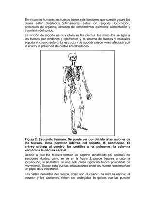En el cuerpo humano, los huesos tienen seis funciones que cumplir y para las
cuales están diseñados óptimamente; éstas son: soporte, locomoción,
protección de órganos, almacén de componentes químicos, alimentación y
trasmisión del sonido.
La función de soporte es muy obvia en las piernas: los músculos se ligan a
los huesos por tendones y ligamentos y el sistema de huesos y músculos
soporta el cuerpo entero. La estructura de soporte puede verse afectada con
la edad y la presencia de ciertas enfermedades.
Figura 2. Esqueleto humano. Se puede ver que debido a las uniones de
los huesos, éstos permiten además del soporte, la locomoción. El
cráneo protege al cerebro, las costillas a los pulmones, la columna
vertebral a la médula espinal.
Debido a que los huesos forman un soporte constituido por uniones de
secciones rígidas, como se ve en la figura 2, puede llevarse a cabo la
locomoción; si se tratara de una sola pieza rígida no habría posibilidad de
movimiento. Es por esto que las articulaciones entre los huesos desempeñan
un papel muy importante.
Las partes delicadas del cuerpo, como son el cerebro, la médula espinal, el
corazón y los pulmones, deben ser protegidas de golpes que las puedan
 