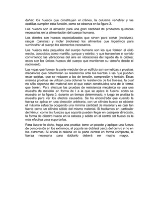 dañar; los huesos que constituyen el cráneo, la columna vertebral y las
costillas cumplen esta función, como se observa en la figura 2.
Los huesos son el almacén para una gran cantidad de productos químicos
necesarios en la alimentación del cuerpo humano.
Los dientes son huesos especializados que sirven para cortar (incisivos),
rasgar (caninos) y moler (molares) los alimentos que ingerimos para
suministrar al cuerpo los elementos necesarios.
Los huesos más pequeños del cuerpo humano son los que forman el oído
medio, conocidos como martillo, yunque y estribo, y que transmiten el sonido
convirtiendo las vibraciones del aire en vibraciones del líquido de la cóclea;
estos son los únicos huesos del cuerpo que mantienen su tamaño desde el
nacimiento.
Las vigas que forman la parte medular de un edificio son sometidas a pruebas
mecánicas que determinan su resistencia ante las fuerzas a las que pueden
estar sujetas, que se reducen a las de tensión, compresión y torsión. Estas
mismas pruebas se utilizan para obtener la resistencia de los huesos, la cual
no sólo depende del material con el que están constituidos sino de la forma
que tienen. Para efectuar las pruebas de resistencia mecánica se usa una
muestra de material en forma de I a la que se aplica la fuerza, como se
muestra en la figura 3, durante un tiempo determinado, y luego se analiza la
muestra para ver los efectos causados. Se ha encontrado que cuando la
fuerza se aplica en una dirección arbitraria, con un cilindro hueco se obtiene
el máximo esfuerzo ocupando una mínima cantidad de material y es casi tan
fuerte como un cilindro sólido del mismo material. Si hablamos en particular
del fémur, como las fuerzas que soporta pueden llegar en cualquier dirección,
la forma de cilindro hueco en la cabeza y sólido en el centro del hueso es la
más efectiva para soportarlas.
Para ilustrar lo dicho, haga una prueba: tome un popote y aplique una fuerza
de compresión en los extremos, el popote se doblará cerca del centro y no en
los extremos. Si ahora lo rellena en la parte central en forma compacta, la
fuerza necesaria para doblarlo deberá ser mucho mayor.
 