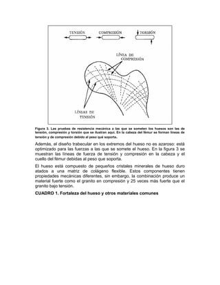 Figura 3. Las pruebas de resistencia mecánica a las que se someten los huesos son las de
tensión, compresión y torsión que se ilustran aquí. En la cabeza del fémur se forman líneas de
tensión y de compresión debido al peso qué soporta.
Además, el diseño trabecular en los extremos del hueso no es azaroso: está
optimizado para las fuerzas a las que se somete el hueso. En la figura 3 se
muestran las líneas de fuerza de tensión y compresión en la cabeza y el
cuello del fémur debidas al peso que soporta.
El hueso está compuesto de pequeños cristales minerales de hueso duro
atados a una matriz de colágeno flexible. Estos componentes tienen
propiedades mecánicas diferentes, sin embargo, la combinación produce un
material fuerte como el granito en compresión y 25 veces más fuerte que el
granito bajo tensión.
CUADRO 1. Fortaleza del hueso y otros materiales comunes
 
