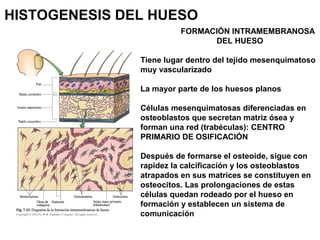 HISTOGENESIS DEL HUESO
FORMACIÓN INTRAMEMBRANOSA
DEL HUESO
Tiene lugar dentro del tejido mesenquimatoso
muy vascularizado
...