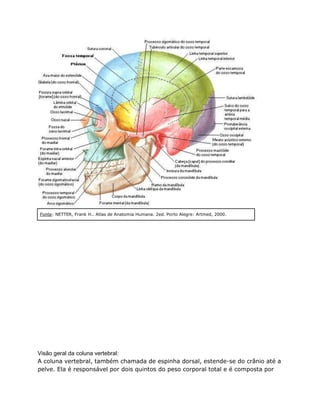 Fonte: NETTER, Frank H.. Atlas de Anatomia Humana. 2ed. Porto Alegre: Artmed, 2000.
Visão geral da coluna vertebral:
A coluna vertebral, também chamada de espinha dorsal, estende-se do crânio até a
pelve. Ela é responsável por dois quintos do peso corporal total e é composta por
 