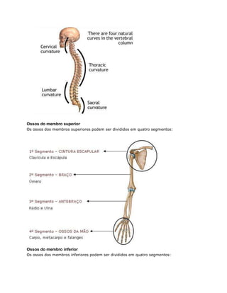 Ossos do membro superior
Os ossos dos membros superiores podem ser divididos em quatro segmentos:
Ossos do membro inferior
Os ossos dos membros inferiores podem ser divididos em quatro segmentos:
 
