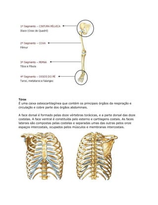 Tórax
É uma caixa osteocartilagínea que contém os principais órgãos da respiração e
circulação e cobre parte dos órgãos abdominais.
A face dorsal é formado pelas doze vértebras torácicas, e a parte dorsal das doze
costelas. A face ventral é constituída pelo esterno e cartilagens costais. As faces
laterais são compostas pelas costelas e separadas umas das outras pelos onze
espaços intercostais, ocupados pelos músculos e membranas intercostais.
 