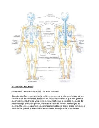 Classificação dos Ossos:
Os ossos são classificados de acordo com a sua forma em:
Ossos Longos: Tem o comprimento maior que a largura e são constituídos por um
corpo e duas extremidades. Eles são um pouco encurvados, o que lhes garante
maior resistência. O osso um pouco encurvado absorve o estresse mecânico do
peso do corpo em vários pontos, de tal forma que há melhor distribuição do
mesmo. Os ossos longos tem suas diáfises formadas por tecido ósseo compacto e
apresentam grande quantidade de tecido ósseo esponjoso em suas epífises.
 