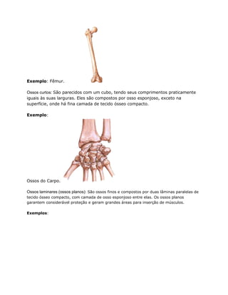 Exemplo: Fêmur.
Ossos curtos: São parecidos com um cubo, tendo seus comprimentos praticamente
iguais às suas larguras. Eles são compostos por osso esponjoso, exceto na
superfície, onde há fina camada de tecido ósseo compacto.
Exemplo:
Ossos do Carpo.
Ossos laminares (ossos planos): São ossos finos e compostos por duas lâminas paralelas de
tecido ósseo compacto, com camada de osso esponjoso entre elas. Os ossos planos
garantem considerável proteção e geram grandes áreas para inserção de músculos.
Exemplos:
 