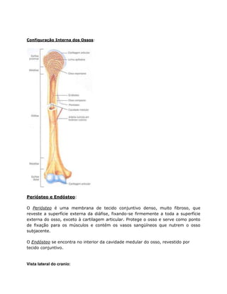 Configuração Interna dos Ossos:
Periósteo e Endósteo:
O Periósteo é uma membrana de tecido conjuntivo denso, muito fibroso, que
reveste a superfície externa da diáfise, fixando-se firmemente a toda a superfície
externa do osso, exceto à cartilagem articular. Protege o osso e serve como ponto
de fixação para os músculos e contém os vasos sangüíneos que nutrem o osso
subjacente.
O Endósteo se encontra no interior da cavidade medular do osso, revestido por
tecido conjuntivo.
Vista lateral do cranio:
 