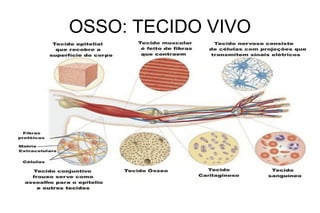 OSSO: TECIDO VIVO

 