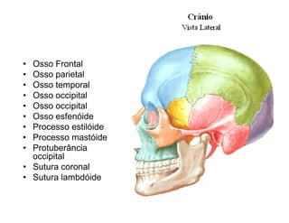 • Osso Frontal
• Osso parietal
• Osso temporal
• Osso occipital
• Osso occipital
• Osso esfenóide
• Processo estilóide
• Processo mastóide
• Protuberância
  occipital
• Sutura coronal
• Sutura lambdóide
 