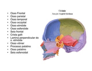 •   Osso Frontal
•   Osso parietal
•   Osso temporal
•   Osso occipital
•   Osso etmóide
•   Osso esfenóide
•   Seio frontal
•   Crista galli
•   Lamina perpendicular do
    o. etmóide
•   Osso vômer
•   Processo palatino
•   Osso palatino
•   Seio esfenoidal
 