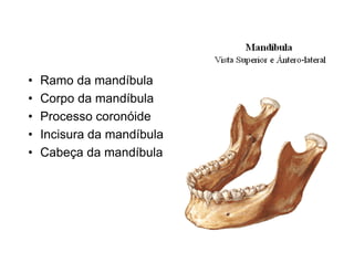 •   Ramo da mandíbula
•   Corpo da mandíbula
•   Processo coronóide
•   Incisura da mandíbula
•   Cabeça da mandíbula
 
