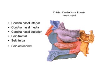 •   Concha nasal inferior
•   Concha nasal media
•   Concha nasal superior
•   Seio frontal
•   Sela turca
• Seio esfenoidal
 