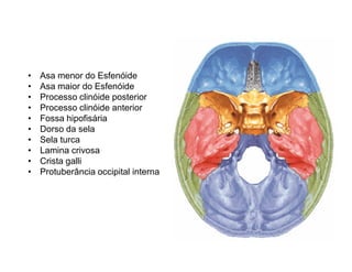 •   Asa menor do Esfenóide
•   Asa maior do Esfenóide
•   Processo clinóide posterior
•   Processo clinóide anterior
•   Fossa hipofisária
•   Dorso da sela
•   Sela turca
•   Lamina crivosa
•   Crista galli
•   Protuberância occipital interna
 