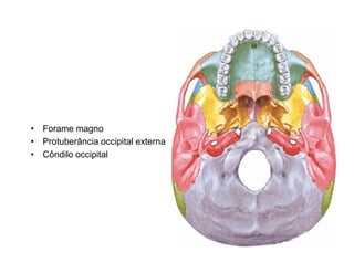• Forame magno
• Protuberância occipital externa
• Côndilo occipital
 