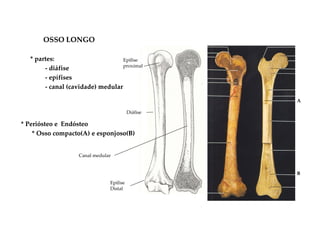 OSSO LONGO

   * partes:                       Epífise
                                   proximal
        - diáfise
        - epífises
        - canal (cavidade) medular

                                                    A

                                          Diáfise

* Periósteo e Endósteo
    * Osso compacto(A) e esponjoso(B)


                    Canal medular


                                                    B
                                Epífise
                                Distal
 