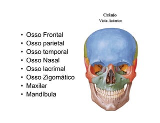•   Osso Frontal
•   Osso parietal
•   Osso temporal
•   Osso Nasal
•   Osso lacrimal
•   Osso Zigomático
•   Maxilar
•   Mandíbula
 