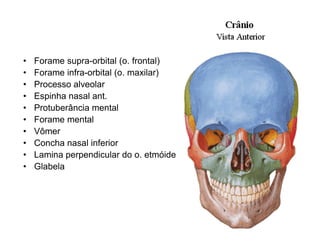 •   Forame supra-orbital (o. frontal)
•   Forame infra-orbital (o. maxilar)
•   Processo alveolar
•   Espinha nasal ant.
•   Protuberância mental
•   Forame mental
•   Vômer
•   Concha nasal inferior
•   Lamina perpendicular do o. etmóide
•   Glabela
 