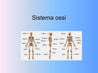 Sistema ossi
 