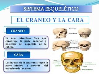 CRANEO 
Es una estructura ósea que 
constituye la parte superior y 
posterior del esqueleto de la 
cabeza. 
CARA 
Los huesos de la cara constituyen la 
parte inferior y anterior del 
esqueleto de la cabeza. 
 