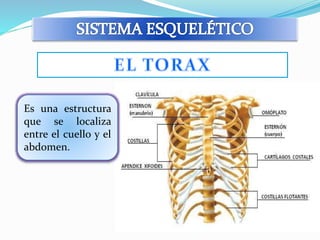 Es una estructura 
que se localiza 
entre el cuello y el 
abdomen. 
 