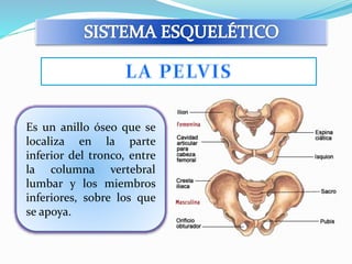 Es un anillo óseo que se 
localiza en la parte 
inferior del tronco, entre 
la columna vertebral 
lumbar y los miembros 
inferiores, sobre los que 
se apoya. 
 