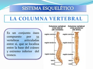 Es un conjunto óseo 
compuesto por 33 
vertebras articuladas 
entre sí, que se localiza 
entre la base del cráneo 
y extremo inferior del 
tronco. 
 