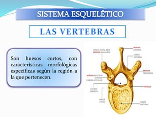 Son huesos cortos, con 
características morfológicas 
específicas según la región a 
la que pertenecen. 
 